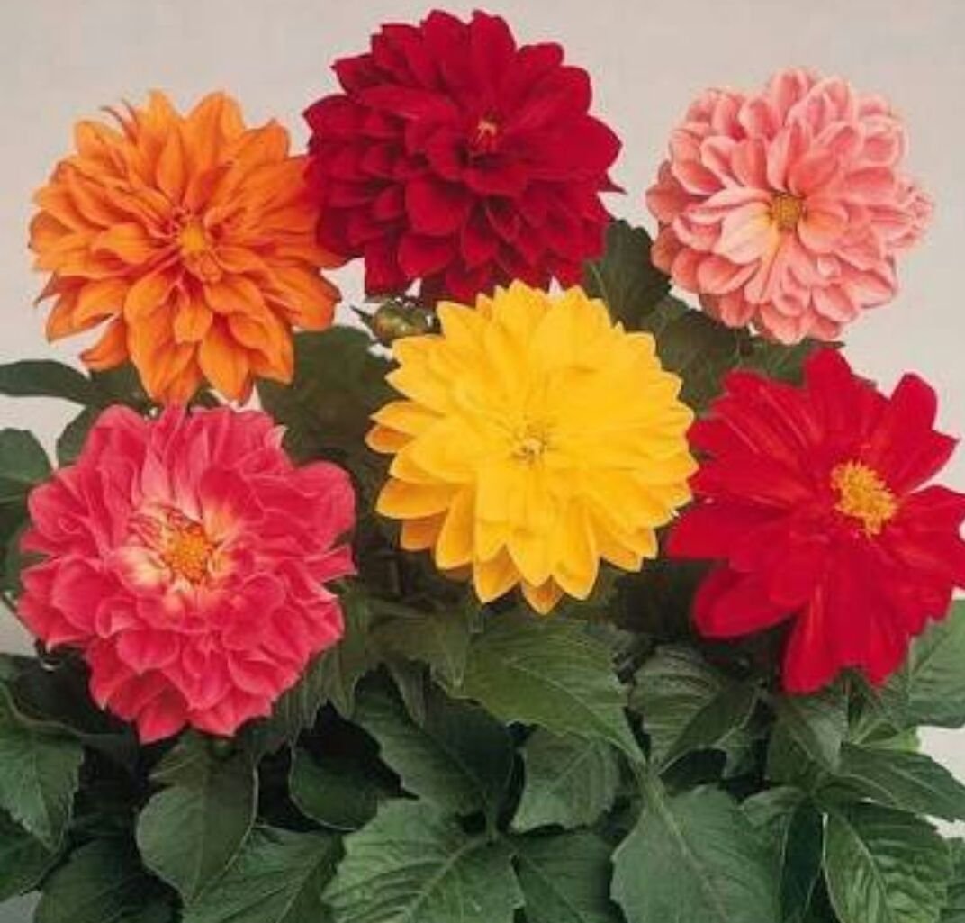  Gambar  Bunga  Dahlia  Kumpulan Gambar  Bunga 